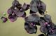 Cereria Molla Zapas do dyfuzora 200 ml . Black Orchid and Lily