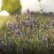 Cereria Molla Spray Home 500 ml Provence Lavender
